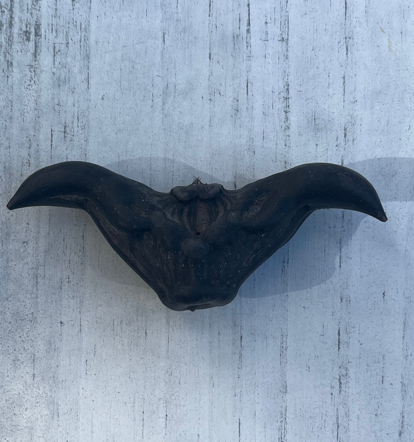 Large caltrop (bat nut, devil pod)